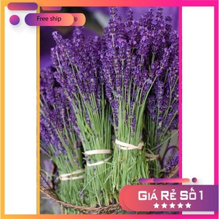 Hạt giống Oải hương (Lavander) (100 hạt)