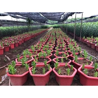Combo 30 Củ Ly Lùn Mix Màu ( Củ Giống Ly)