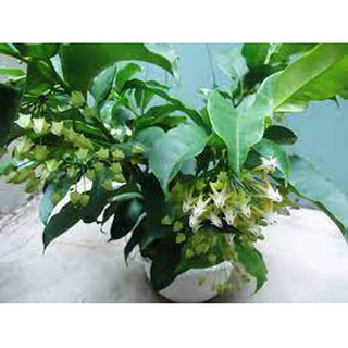 Cây Tên Lửa - Cây cảnh sân vườn