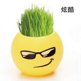 Chậu cây mini để bàn