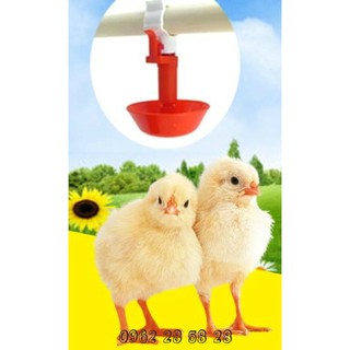 10 Núm nước tự động cho gà.