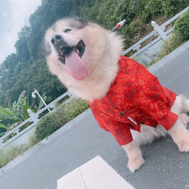 Bộ đồ rồng Trung Quốc áo chó quần áo cho chó quần áo cho mèo quần áo thú cưng chó lớn Husky Alaska