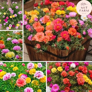 Hạt giống hoa mười giờ nhiều màu