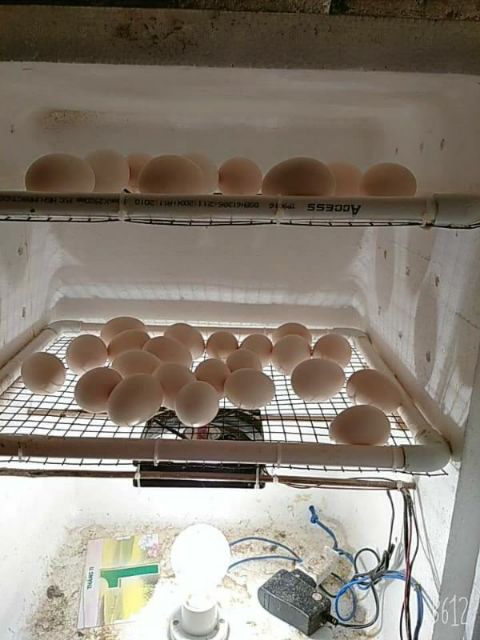 Combo chế máy ấp trứng tại nhà