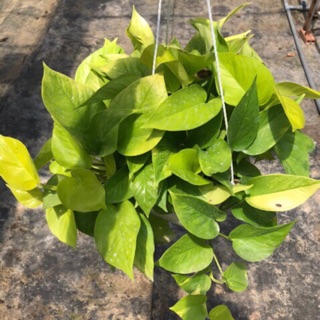 Trầu bà treo vàng lớn