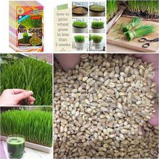 [Siêu khuyến mại] Hạt Giống Cỏ Lúa Mì (Mầm Lúa Mạch) Dễ Trông, Thơm Ngon Gói
