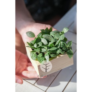 Cây cẩm nhung xanh/đỏ trồng trong CHẬU GỖ MÀU NÂU SÁNG - Cây mệnh Thủy, KIm/Hỏa, Thổ