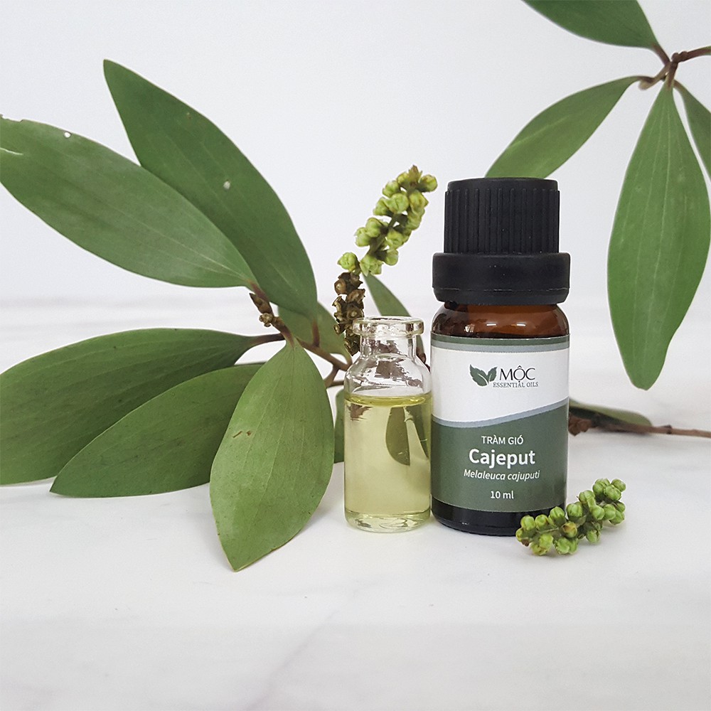 Tinh Dầu Tràm Gió | Mộc Essential Oils