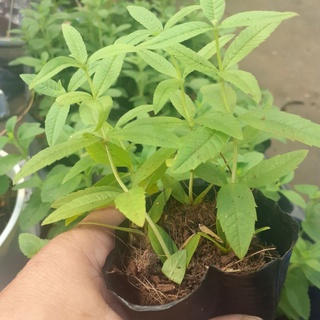 Com bo 5 cây bạc hà xả chanh pháp bầu8×8