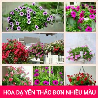 hạt giống hoa dạ yến thảo đơn mix