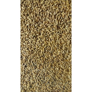 Hạt láng Bỉ gói 500g,1kg