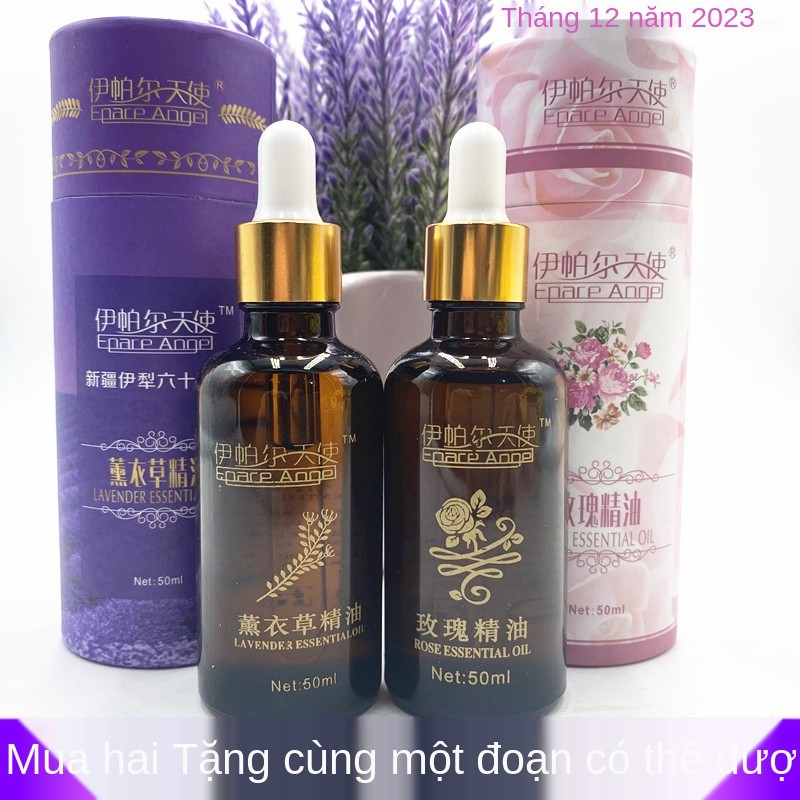 Tân Cương Yili Yipal Angel Lavender Essential Oil Rose Compound Massage Scraping Skin Moisturizing 50ml