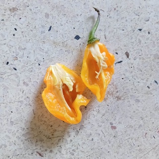 5 Hạt Giống Ớt Bonda Ma Jacques (Siêu Cay)