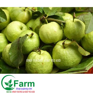 cây ổi tứ quý ổi găng