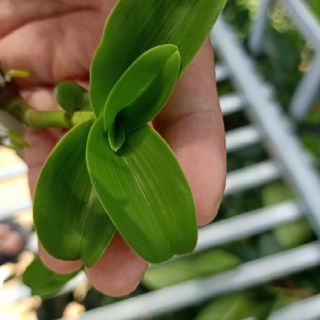 Phi điệp lá mít gân cực đẹp