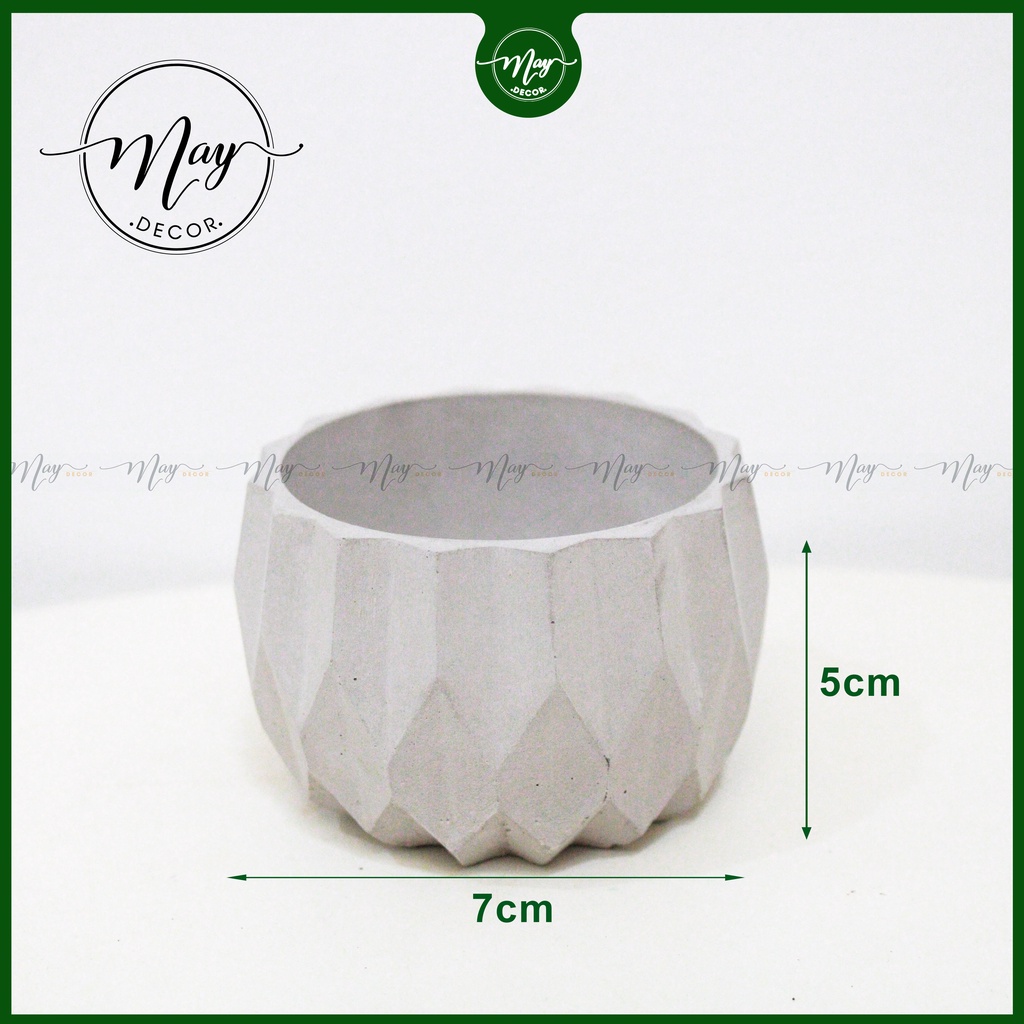 Cây thật, Chậu xi măng, xương rồng tai thỏ mini