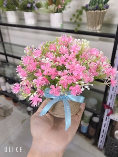 Combo 5 lọ hoa cỏ
