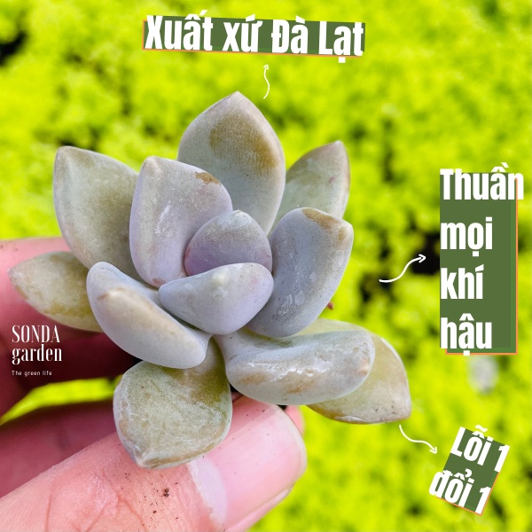 Sen đá đá xanh SONDA GARDEN size mini 2.5-4cm, xuất xứ Đà Lạt, khoẻ đẹp, lỗi 1 đổi 1