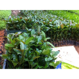 Cây Giống Gáo Vàng (thiên ngân)