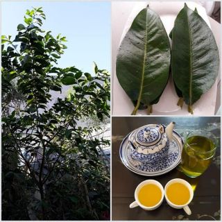 Cây vối nếp