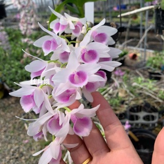 Hoa lan trầm Đài Loan DL3011