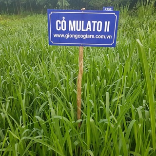 Cỏ Mulato 2 Chịu Lạnh (Gói 200g)