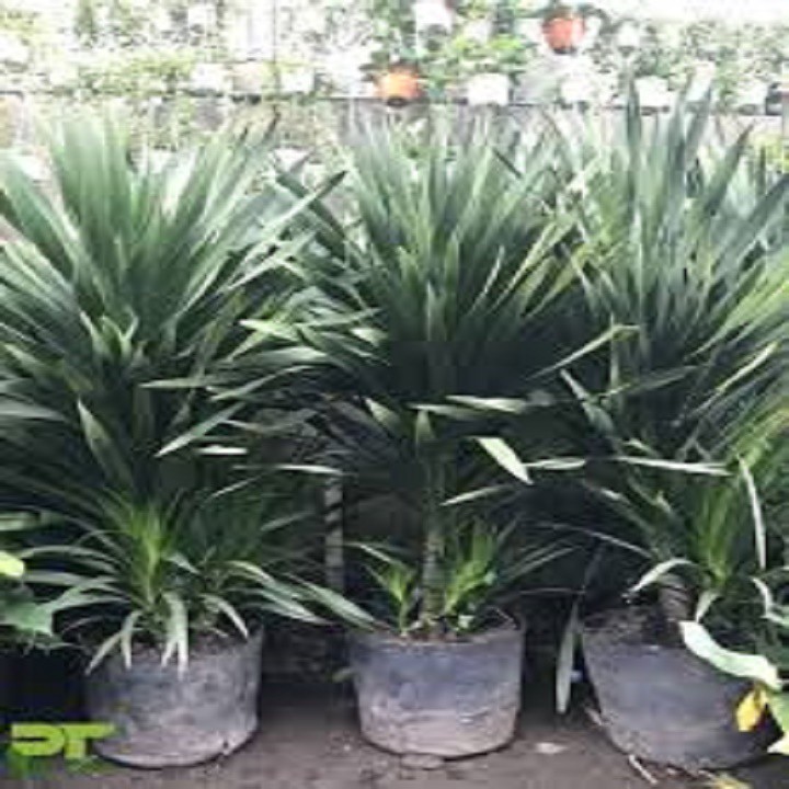 CÂY PHÁT TÀI NÚI - CÂY PHONG THỦY MANG LẠI THỊNH VƯỢNG, TÀI LỘC, CÔNG DANH , KHÔNG GIAN ĐẸP CHO GIA CHỦ