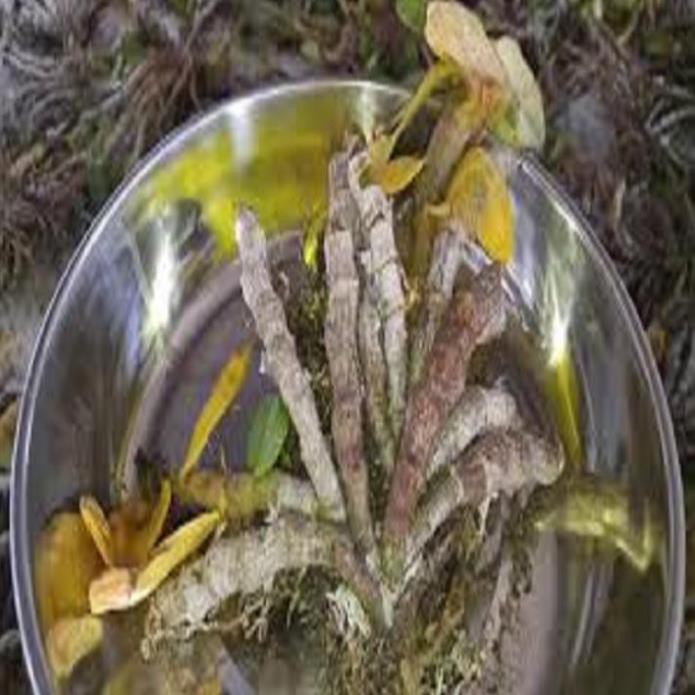 Hoa lan - trầm tím lào( cây cao 25cm,to khỏe, bộ rễ đẹp)