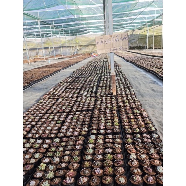 sét 5 khay ươm hạt 32 lỗ đk miệng 6cm cao 5,5cm