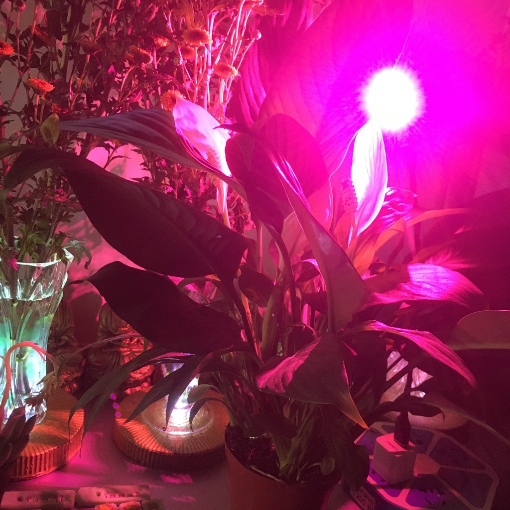 Đèn trồng cây để bàn (đầy đủ phổ chuyên dụng cho cây quang hợp)