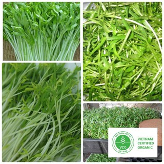 100g Hạt giống Rau muống mầm Dinh dưỡng THUTHUY
