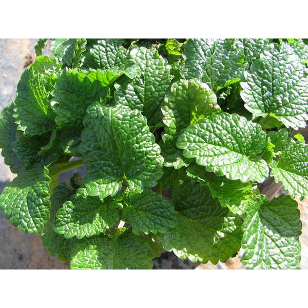 Hạt Giống Bạc Hà Chanh/Lemon Balm (120 Hạt) - Thơm hương chanh và xả, Giảm stress - MUA 3 TẶNG 1 CÙNG LOẠI