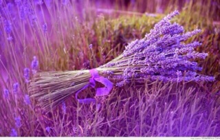 Hoa khô Lavender Pháp - 01