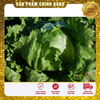 Hạt giống Xà lách Đăm(xà lách cuộn)