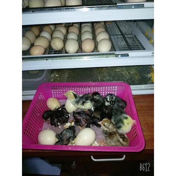 Máy Ấp Trứng Ánh Dương thùng hợp kim cao cấp 54 trứng