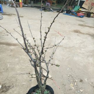 Cây mai đỏ