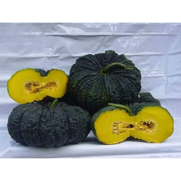 HẠT GIỐNG BÍ RỢ DA CÓC F1, BÍ ĐỎ, BÍ NGÔ - GÓI 2 GRAM