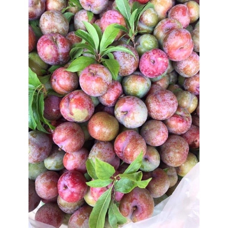 Mận Hậu Mộc Châu/1kg