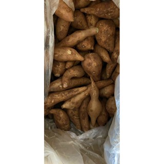 Khoai sâm đất y tý 1kg