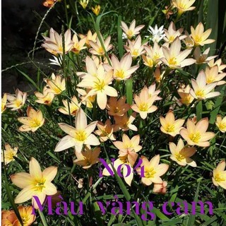 05 Củ hoa Huệ Mưa Vàng Cam (Size Mẹ, Baby)