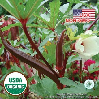 500GR 9K.HẠT Hạt Giống Đậu Bắp Đỏ Chịu Nhiệt Burgundy (| G8*X54)