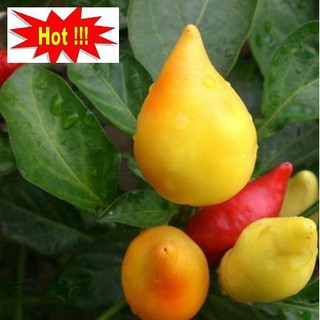 Hạt giống Ớt ngũ sắc trái đào tiền