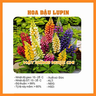 Hạt Giống Hoa Đậu Lupin Mix - 20 Hạt