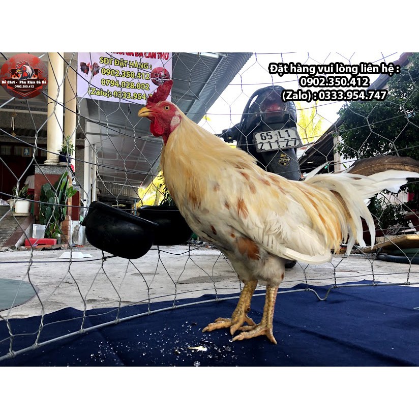 Cóng Cao Su Thái Cho Gà Ăn Uống Nguyên Chất Không Mùi 100%