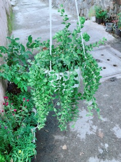 Chậu Cây Lá Tim