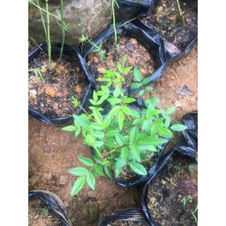 cây hoa Hồng xanh nhật