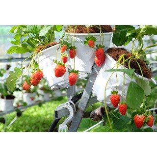 Hạt giống Dâu tây HGTG - gói 100 hạt
