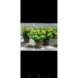 Cây huỳnh anh lá nhỏ bông vàng