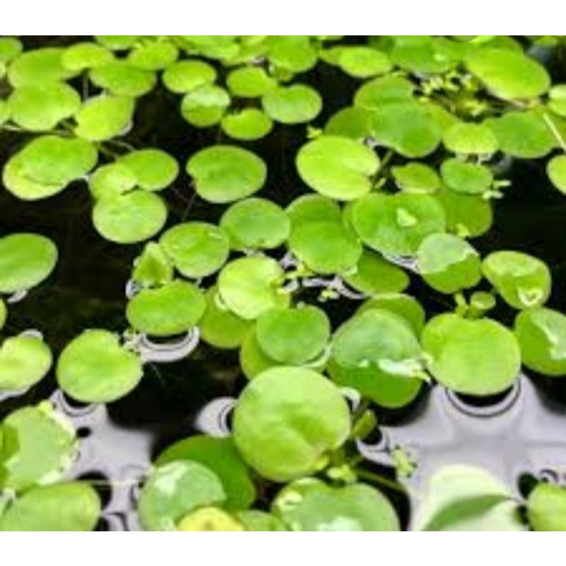 Bèo nhật thủy sinh 10cây