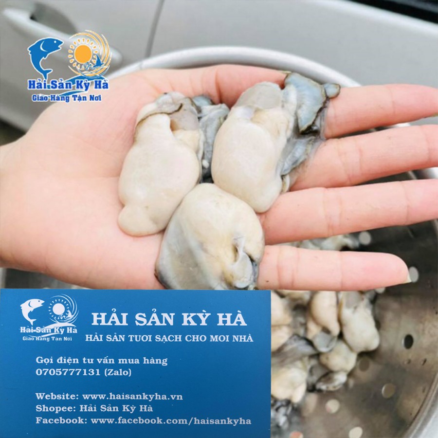 Giá sỉ Ruột Hàu Sữa Pháp - Q12
